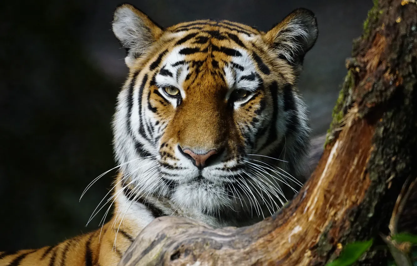 Photo wallpaper cat, face, close-up, nature, tiger, background, tree, portrait