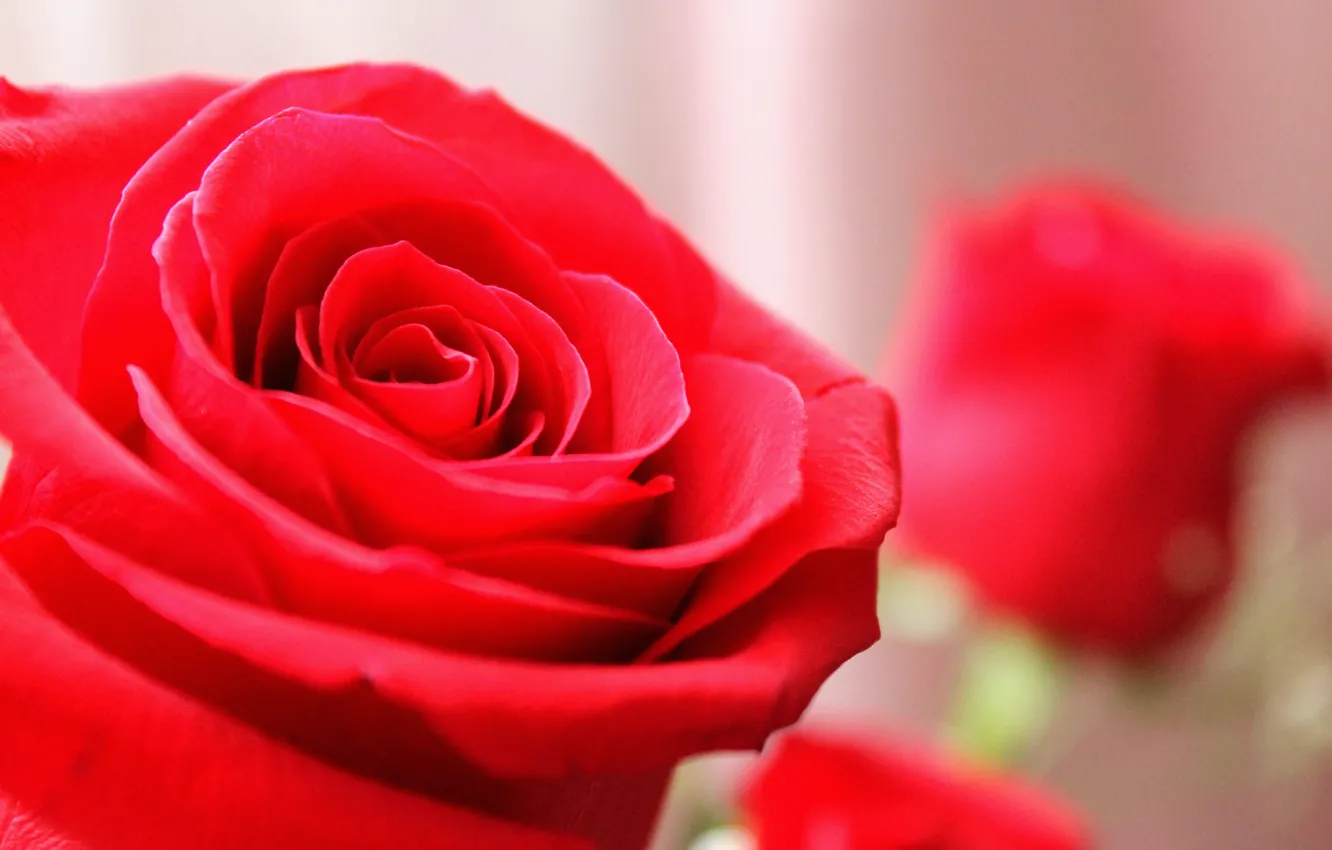 Photo wallpaper macro, background, Wallpaper, Rose, red rose, rose petals, roses are always beautiful, large rose