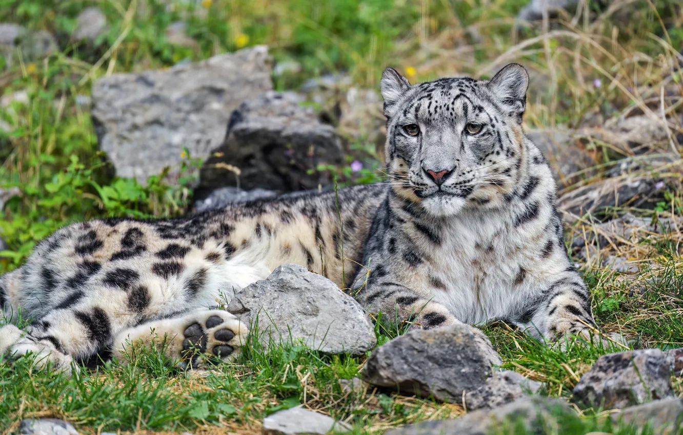 Photo wallpaper nature, stones, lies, snow leopard