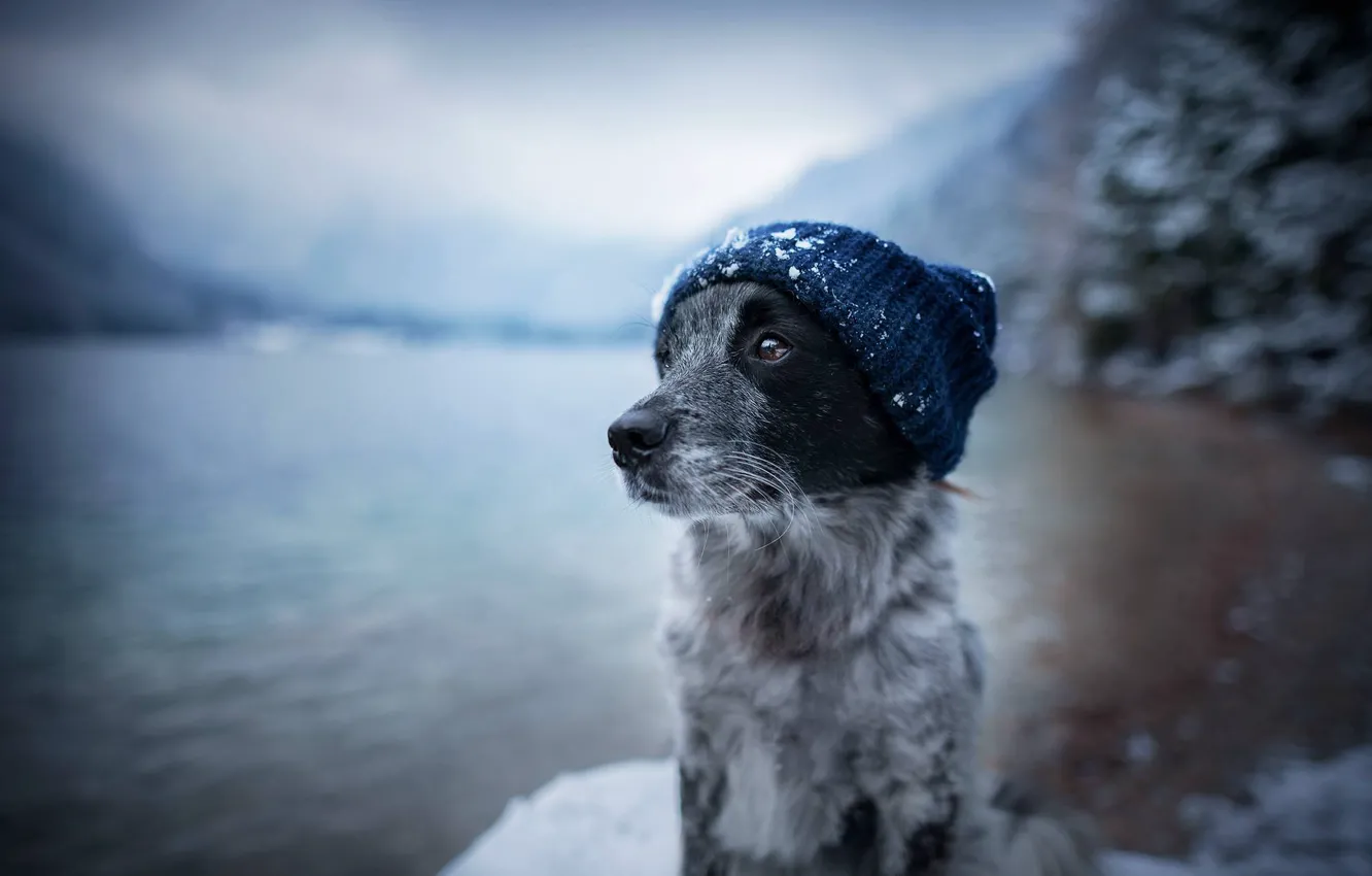 Photo wallpaper face, water, snow, hat, dog, dog