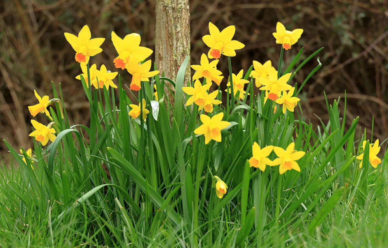 Photo wallpaper grass, flowers, yellow, spring, garden, daffodils