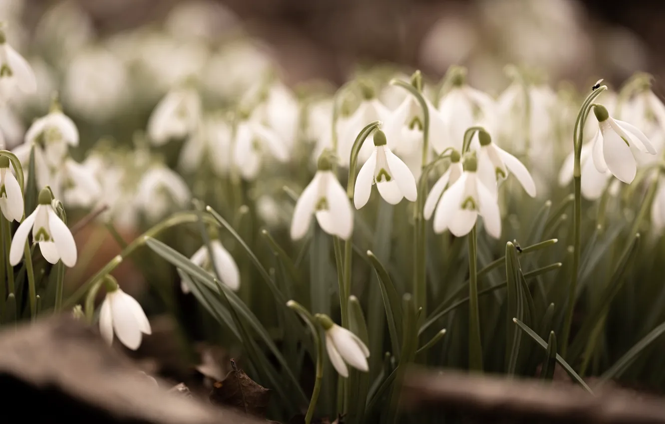 Photo wallpaper flowers, spring, snowdrops, white, bokeh