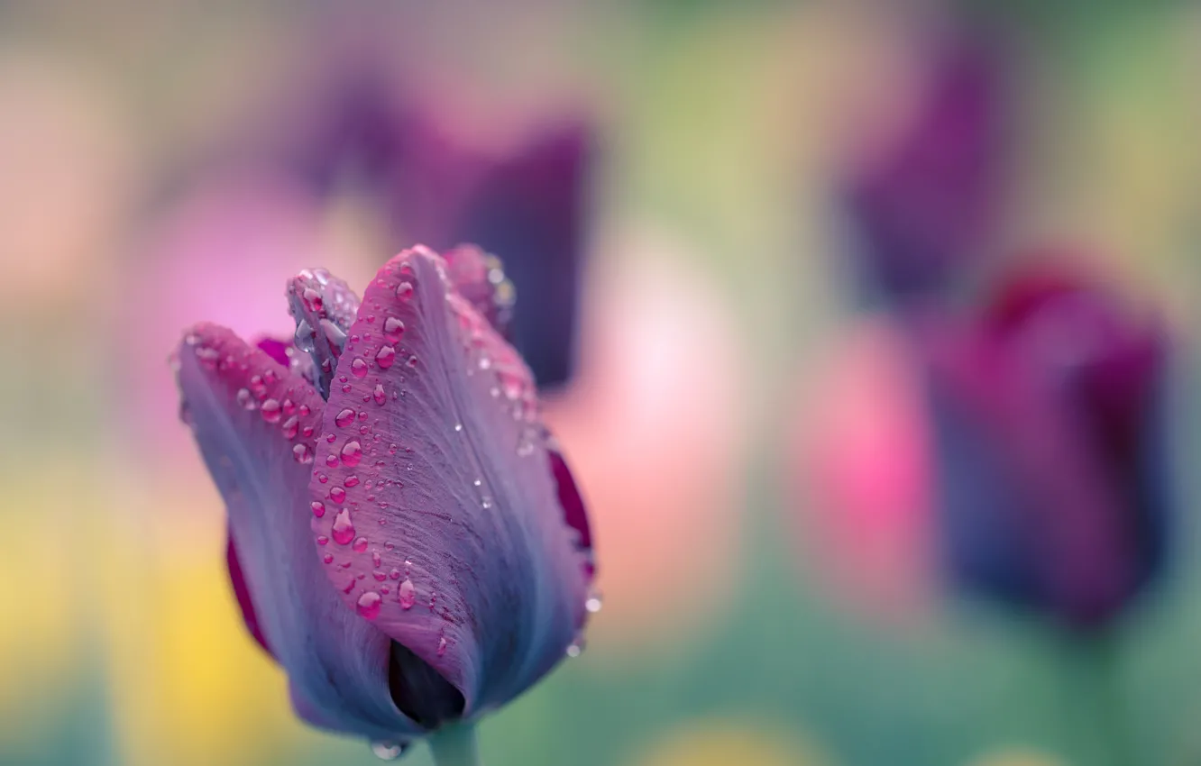 Photo wallpaper macro, nature, tulips