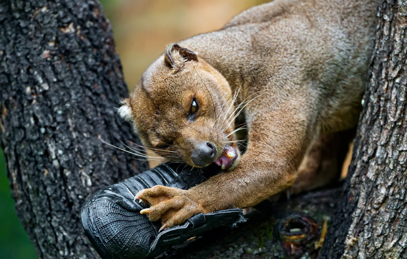 Photo wallpaper animals, face, nature, tree, shoes, teeth, paws, claws
