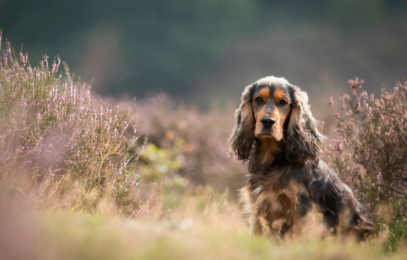 Photo wallpaper dog, animal, cute, brown dog, canine, English Cocker Spaniel, cocker spaniels