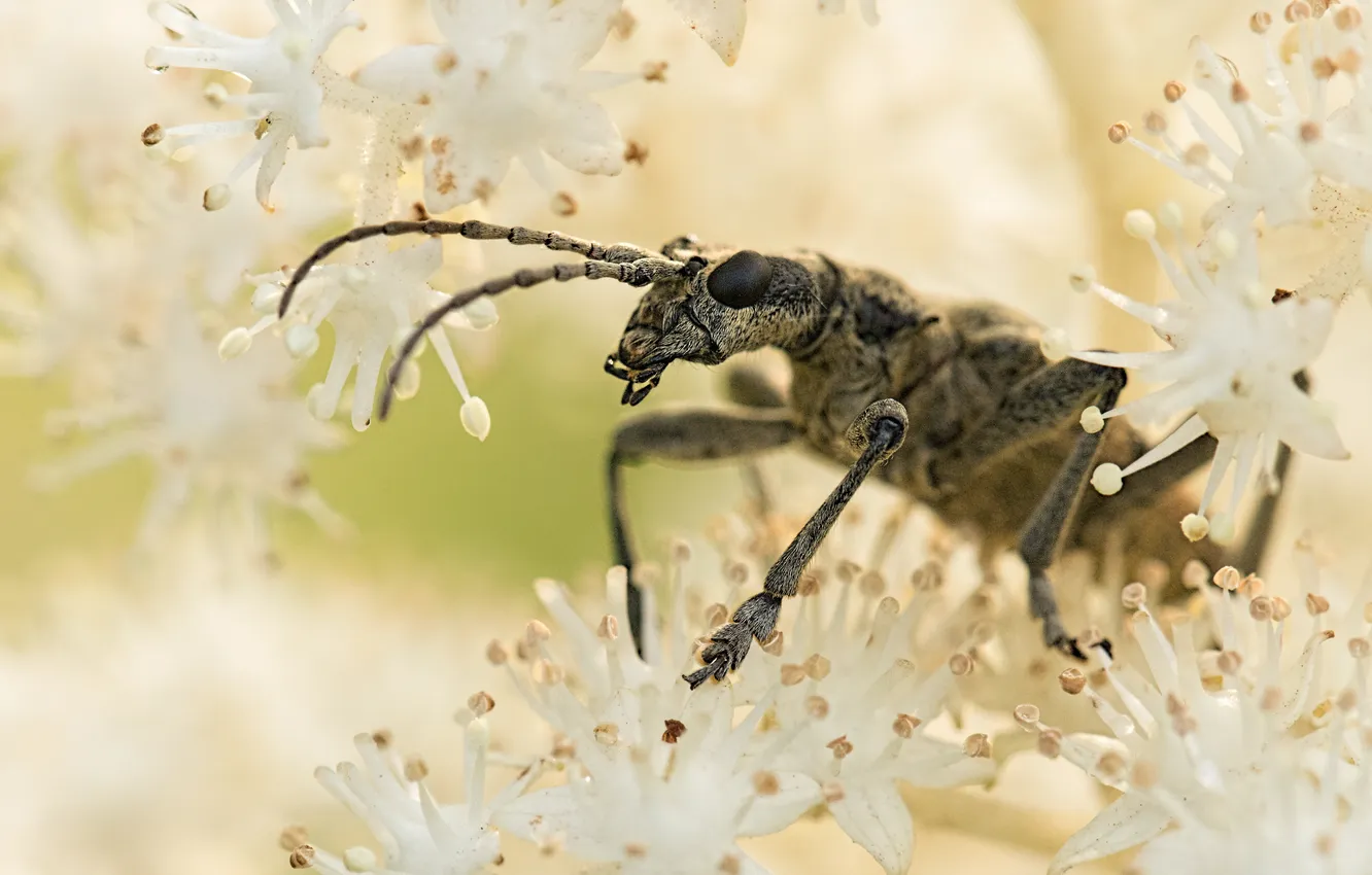 Photo wallpaper insect, camouflage, antennas