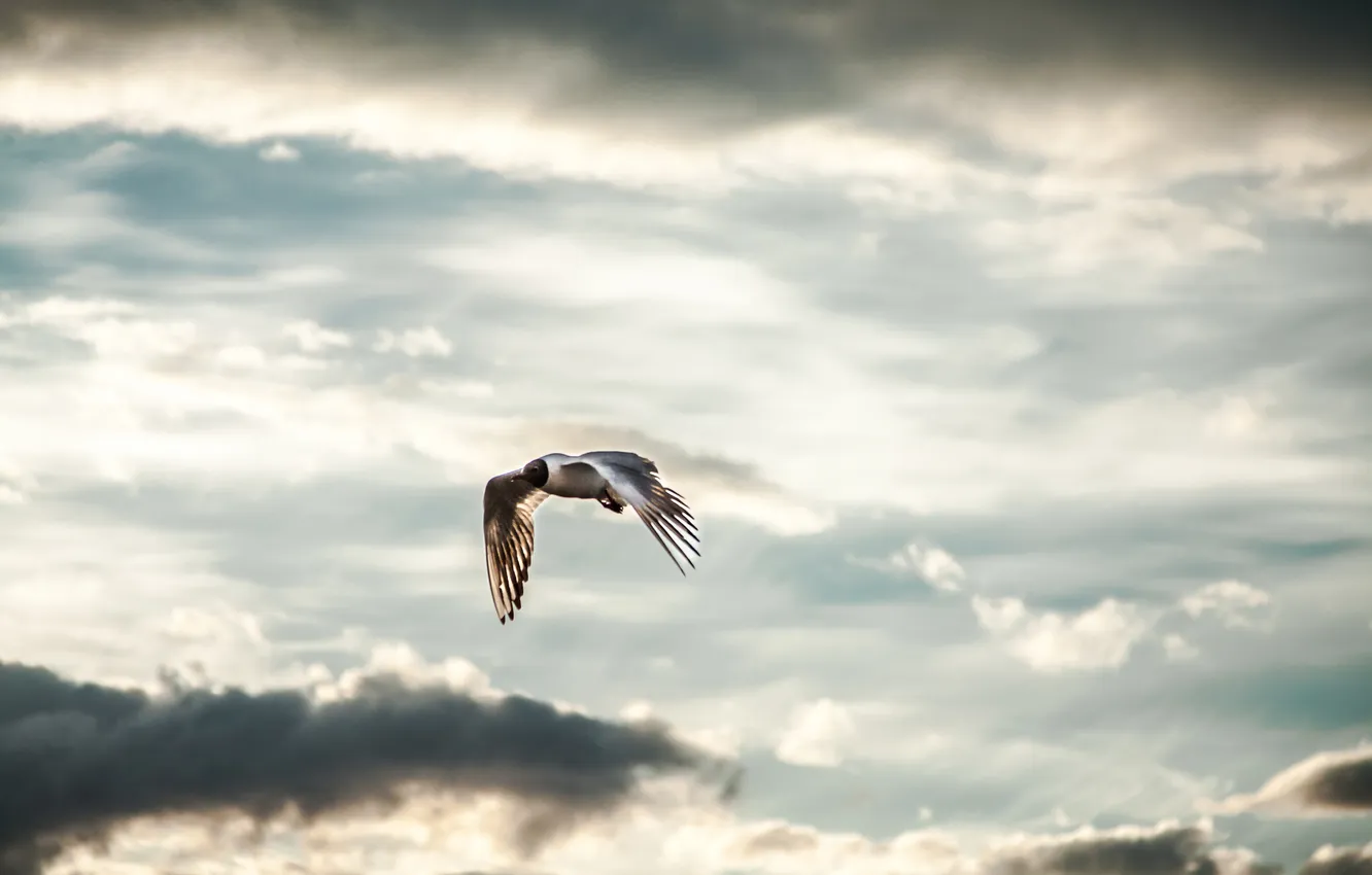 Photo wallpaper the sky, clouds, bird, seagulls