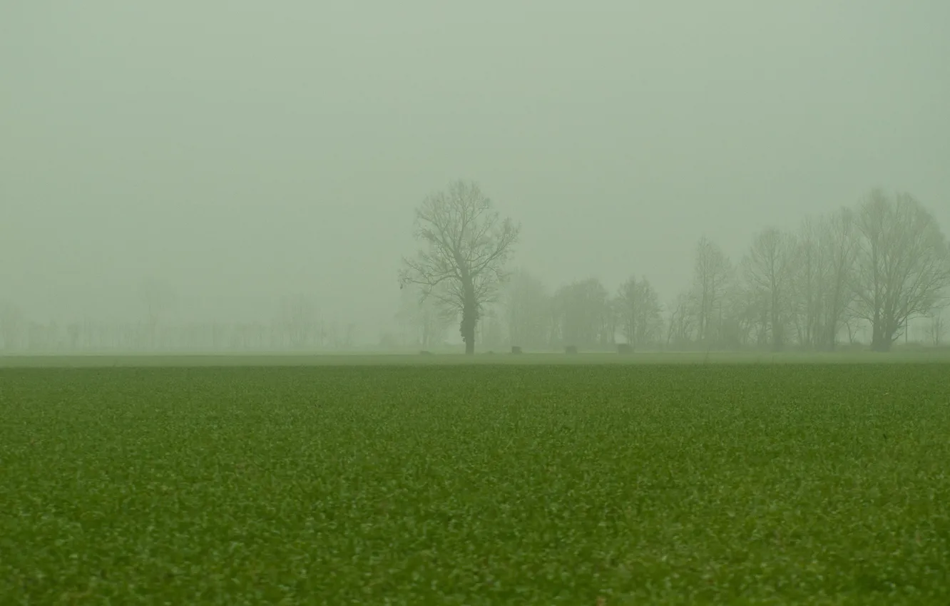 Photo wallpaper greens, field, grass, trees, nature, fog, branch