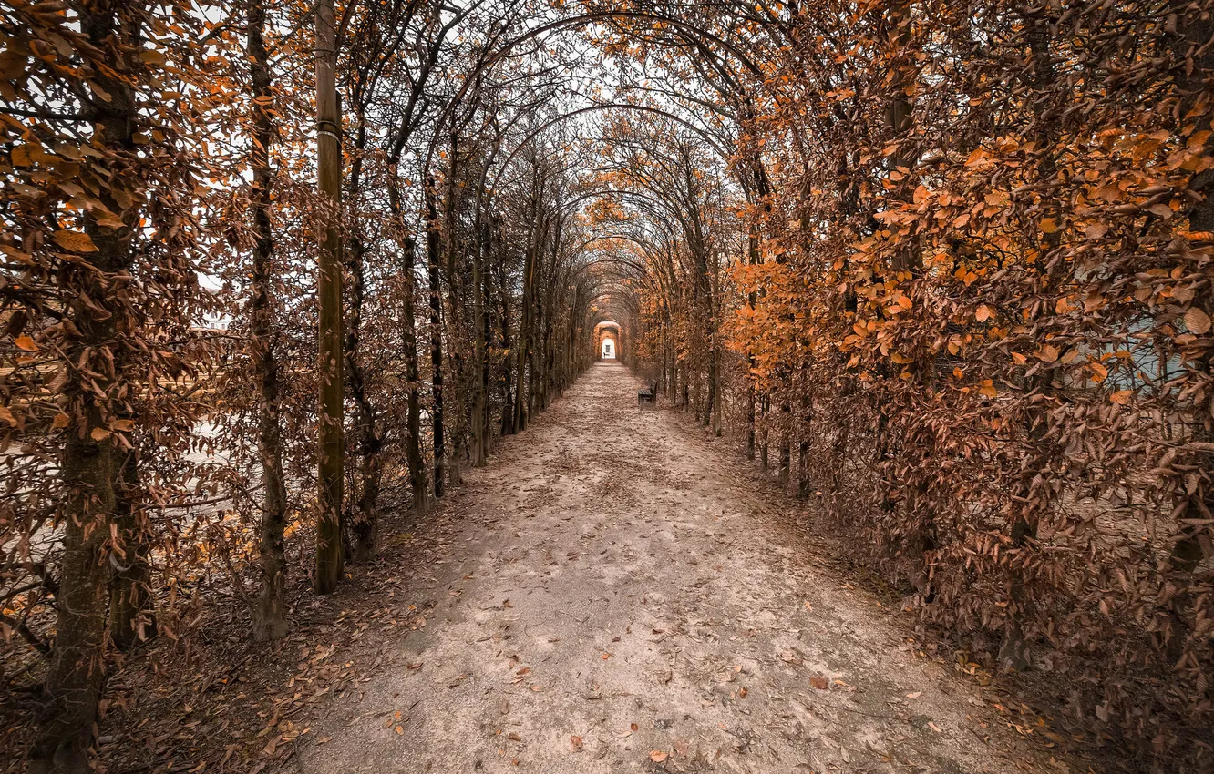 Photo wallpaper trees, trail, bench