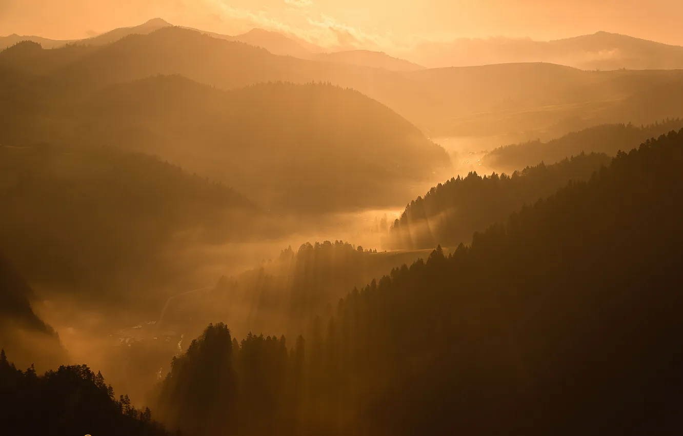 Photo wallpaper forest, rays, light, fog, morning, valley