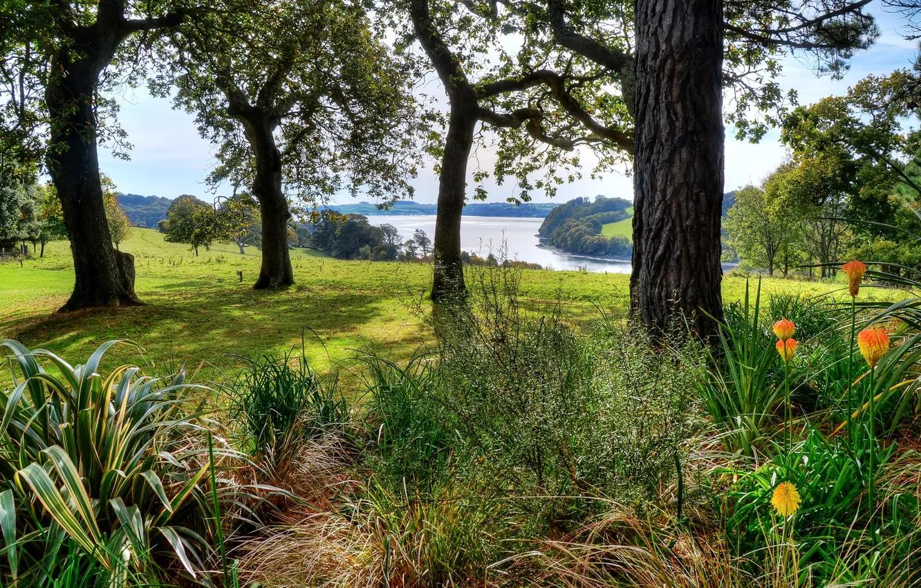 Photo wallpaper field, grass, trees, flowers, river, meadow, UK, Cornwall