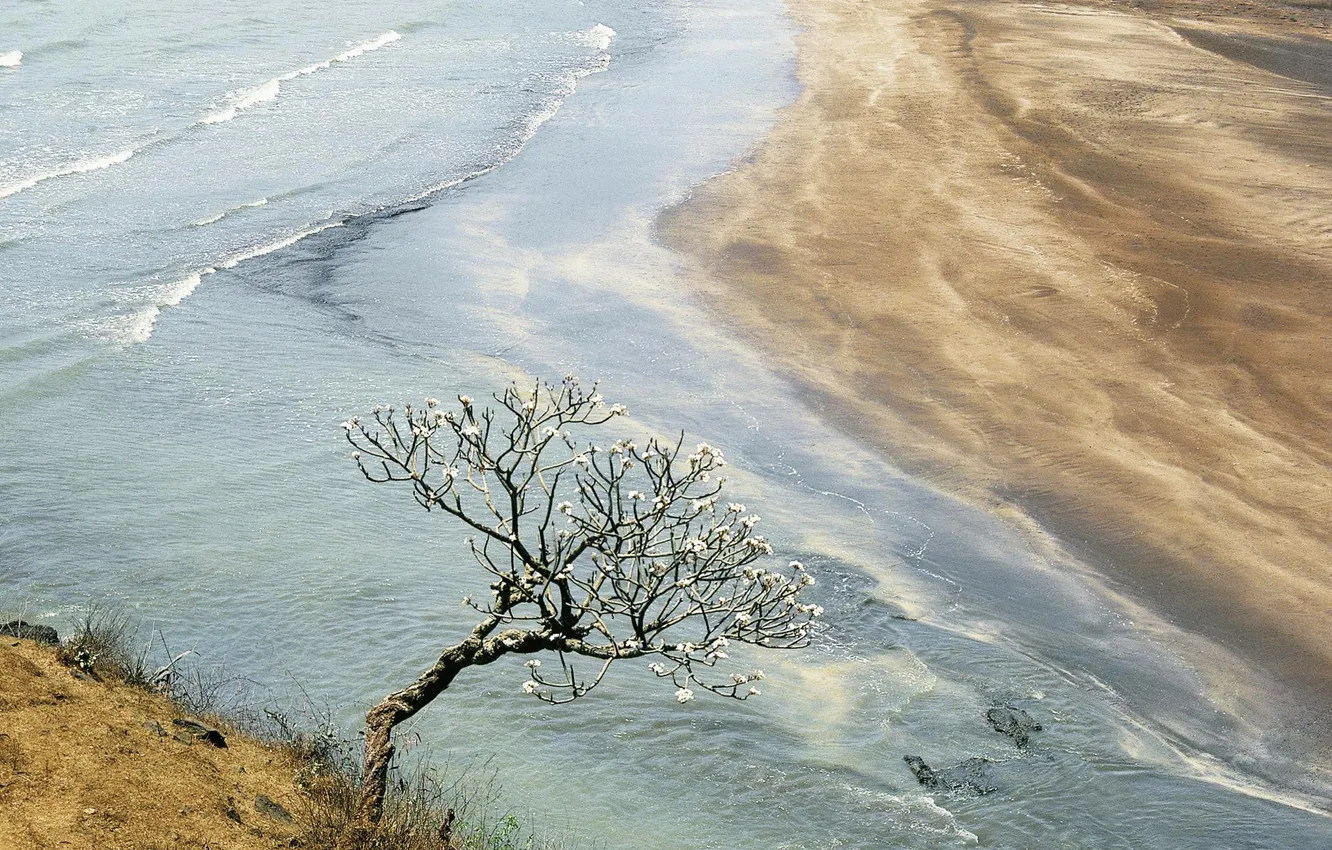 Photo wallpaper sand, flowers, river, tree, shore, spring, spill