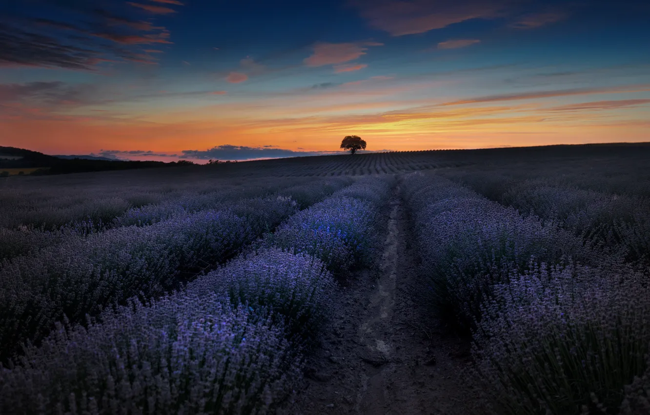 Photo wallpaper field, trees, landscape, sunset, nature, lavender, Bulgaria