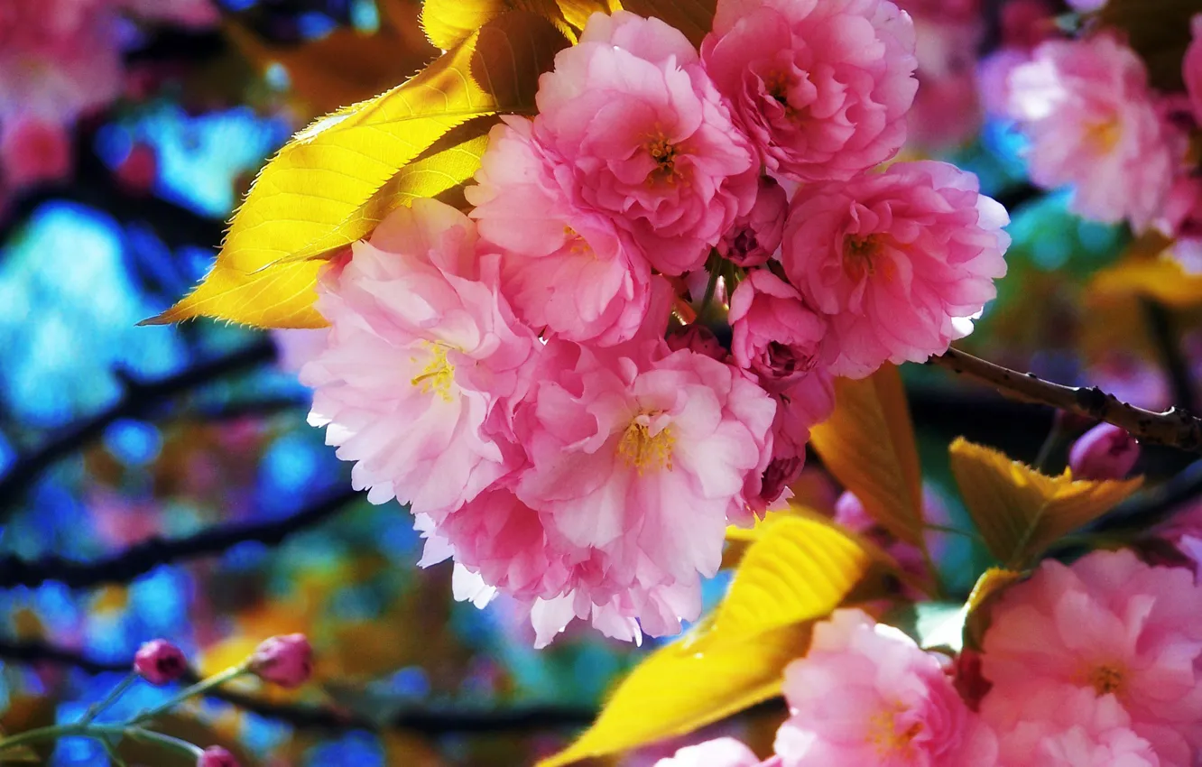 Photo wallpaper the sky, leaves, trees, flowers, branches, petals, garden