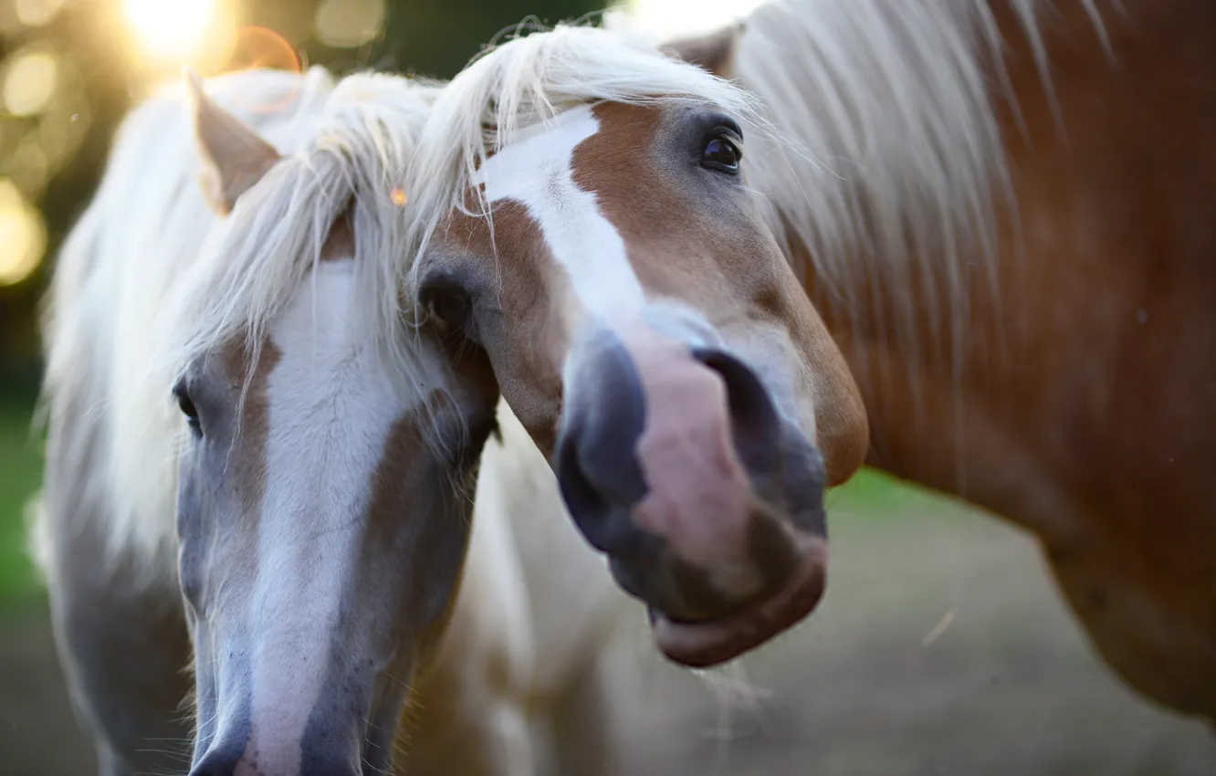 Photo wallpaper look, animal, beauty, horse, beauty, blurred background, animal, look