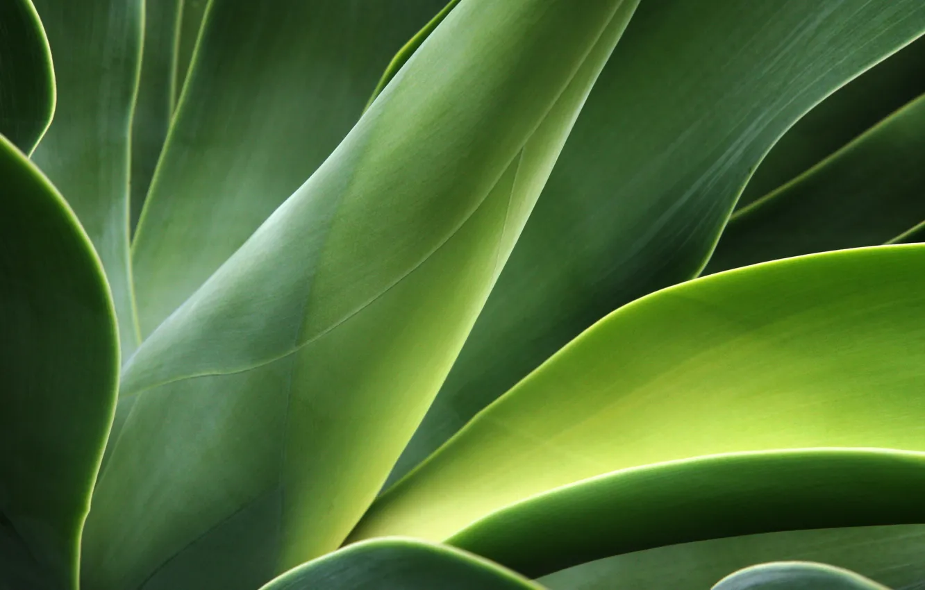 Photo wallpaper greens, leaves, stems, plant, curves
