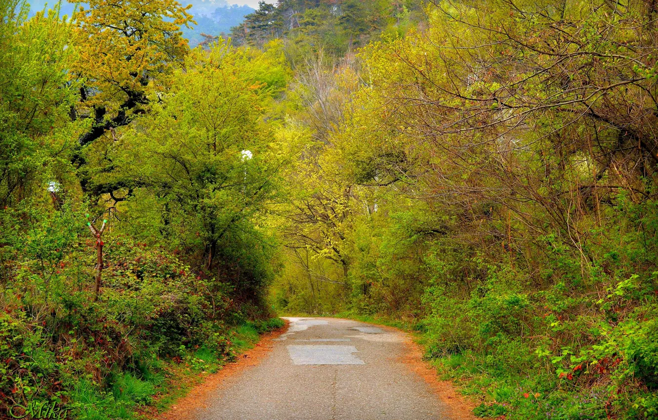 Photo wallpaper Trees, Forest, Trail, Road, Forest, Trees