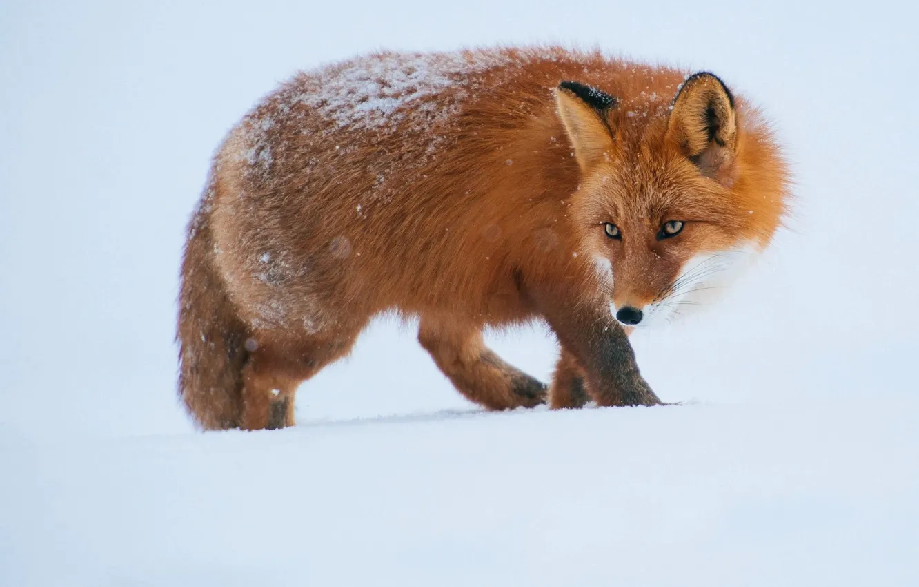 Photo wallpaper winter, look, face, snow, pose, Fox, the snow, white background