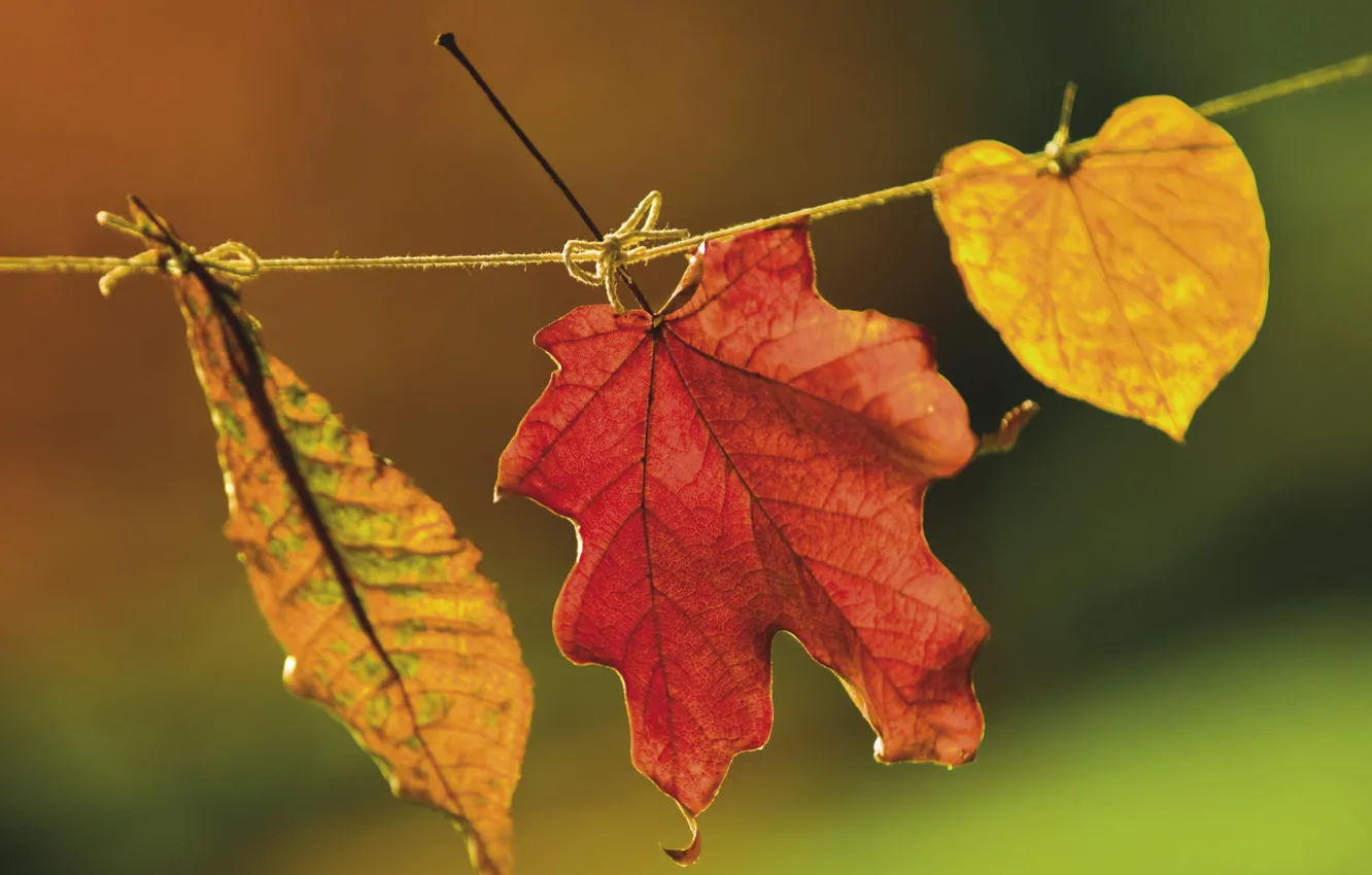 Photo wallpaper leaves, landscape, nature