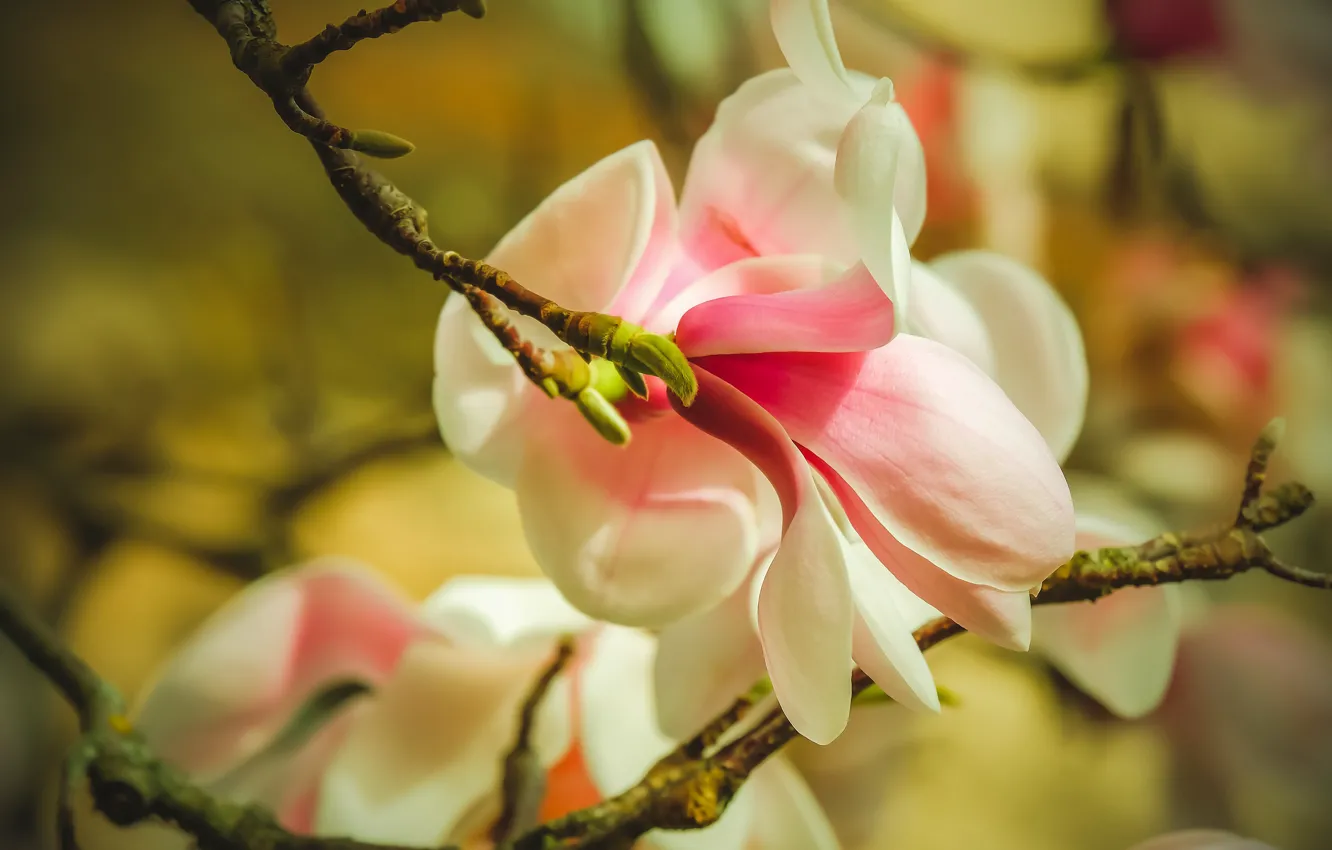 Photo wallpaper flowers, blur, spring, bokeh, Magnolia