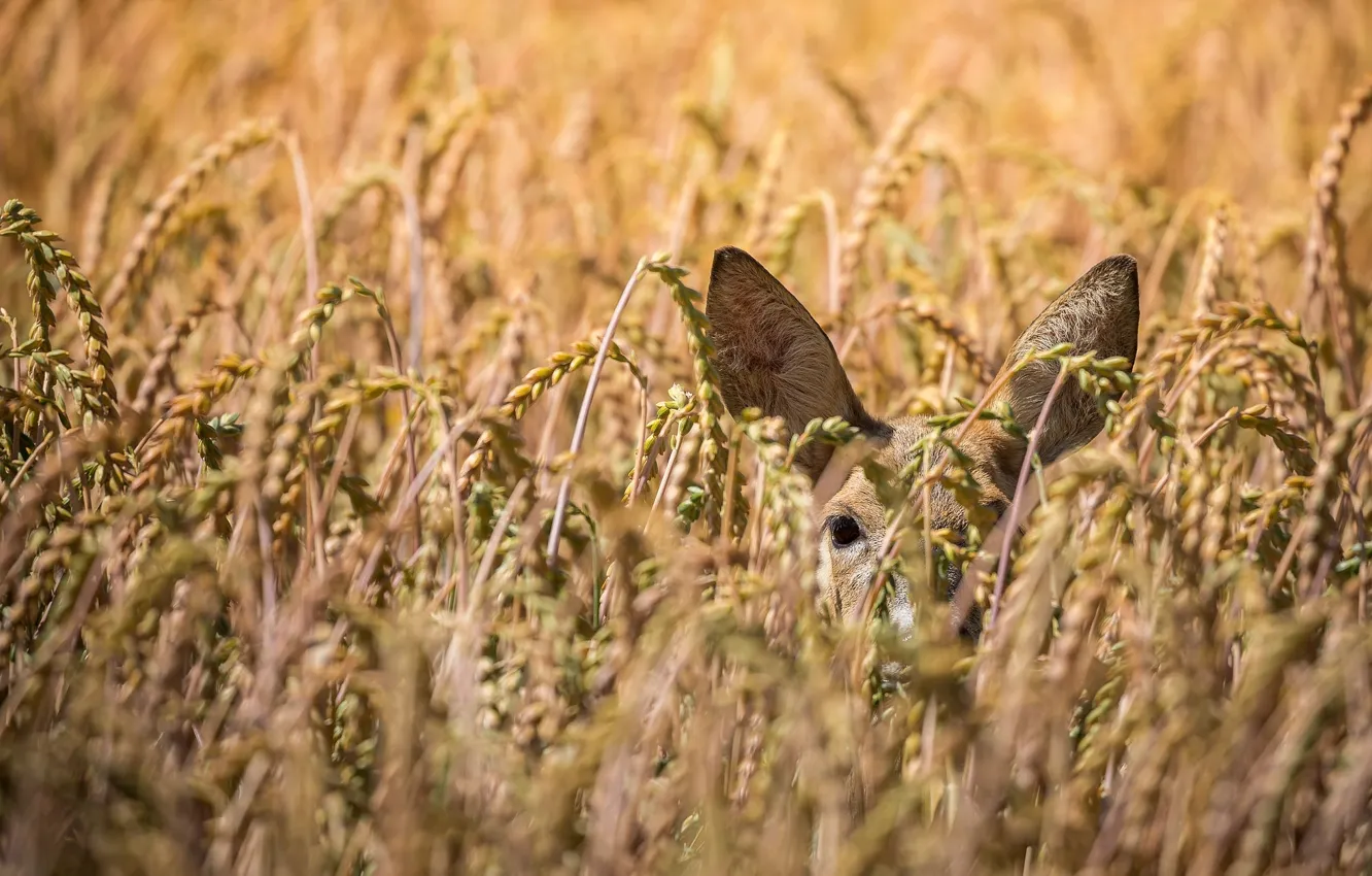 Photo wallpaper field, deer, ears, ears, DOE