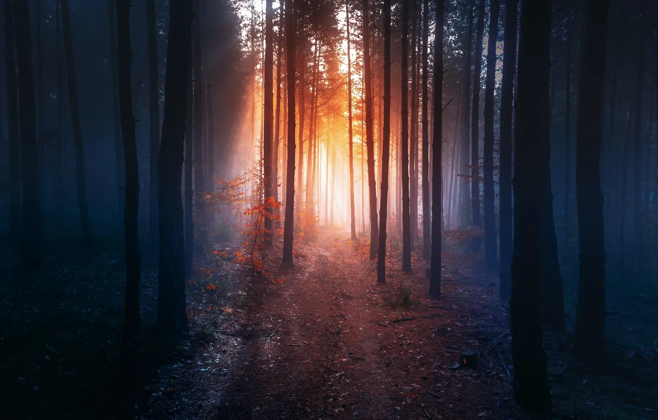 Photo wallpaper road, autumn, forest, light, nature, trail