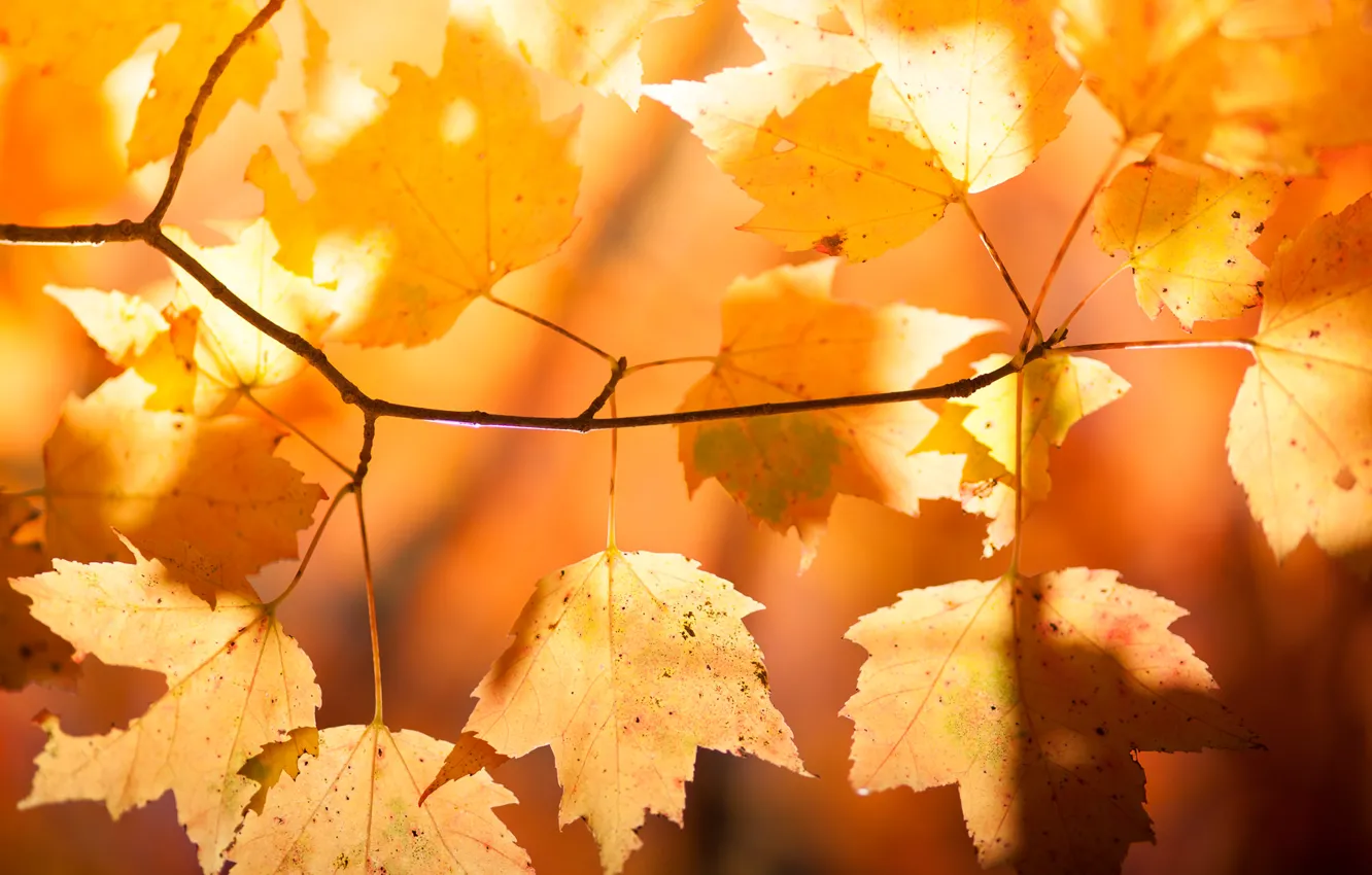 Photo wallpaper autumn, leaves, nature, branch, maple