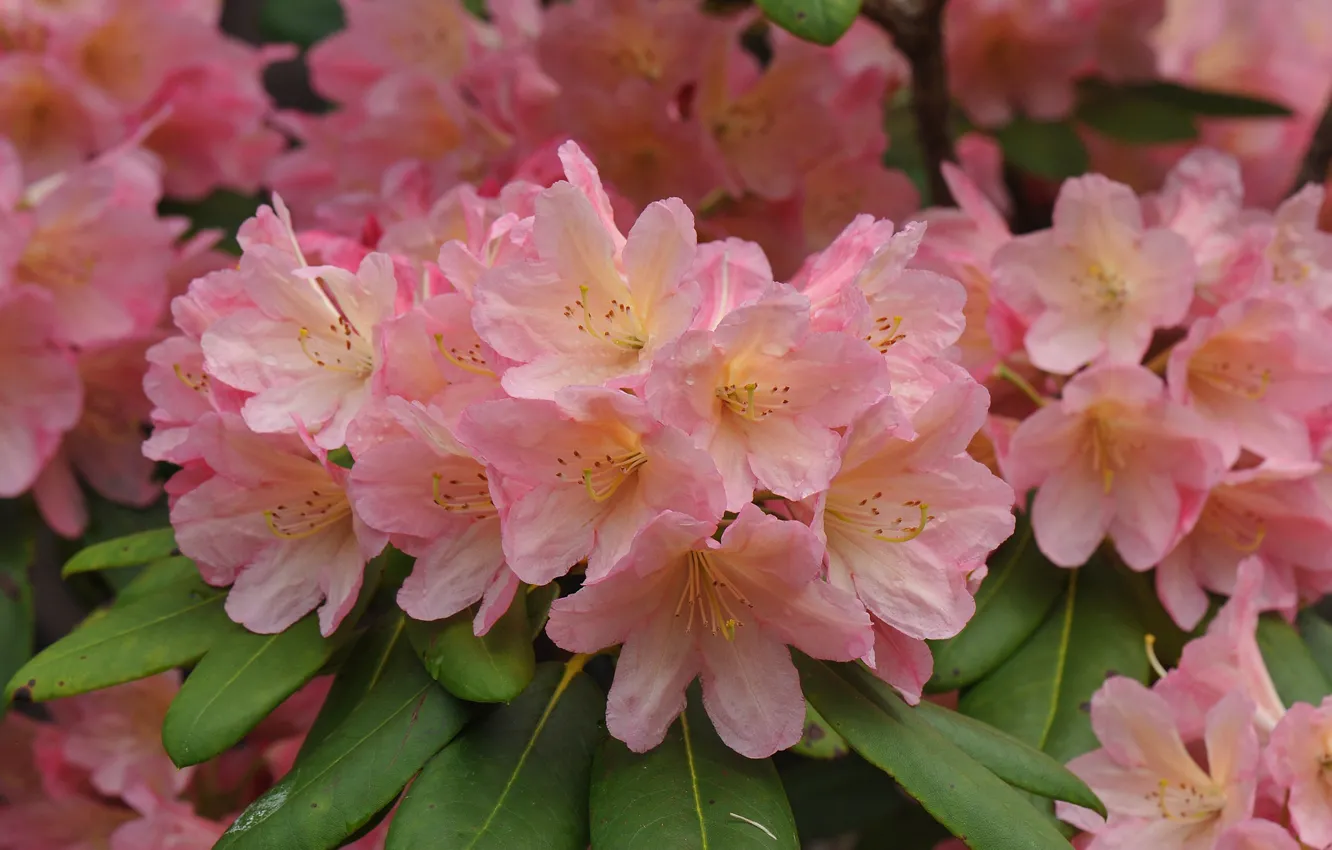 Photo wallpaper macro, Azalea, rhododendrons
