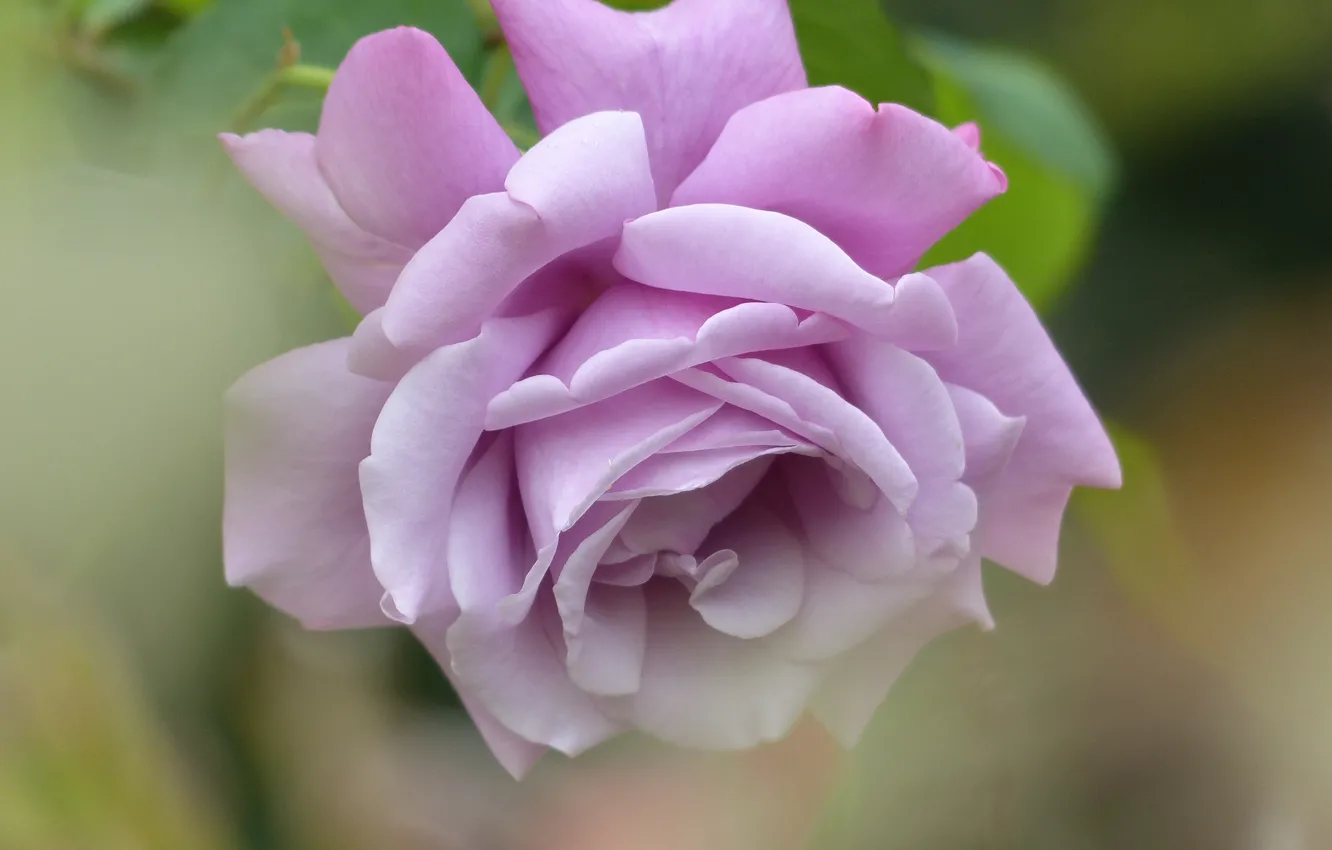 Photo wallpaper macro, roses, petals