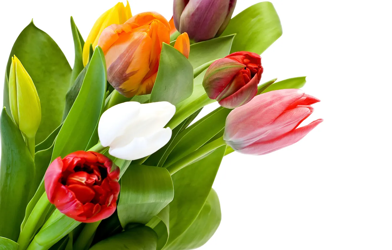 Photo wallpaper leaves, tulips, white background, buds, colorful, closeup
