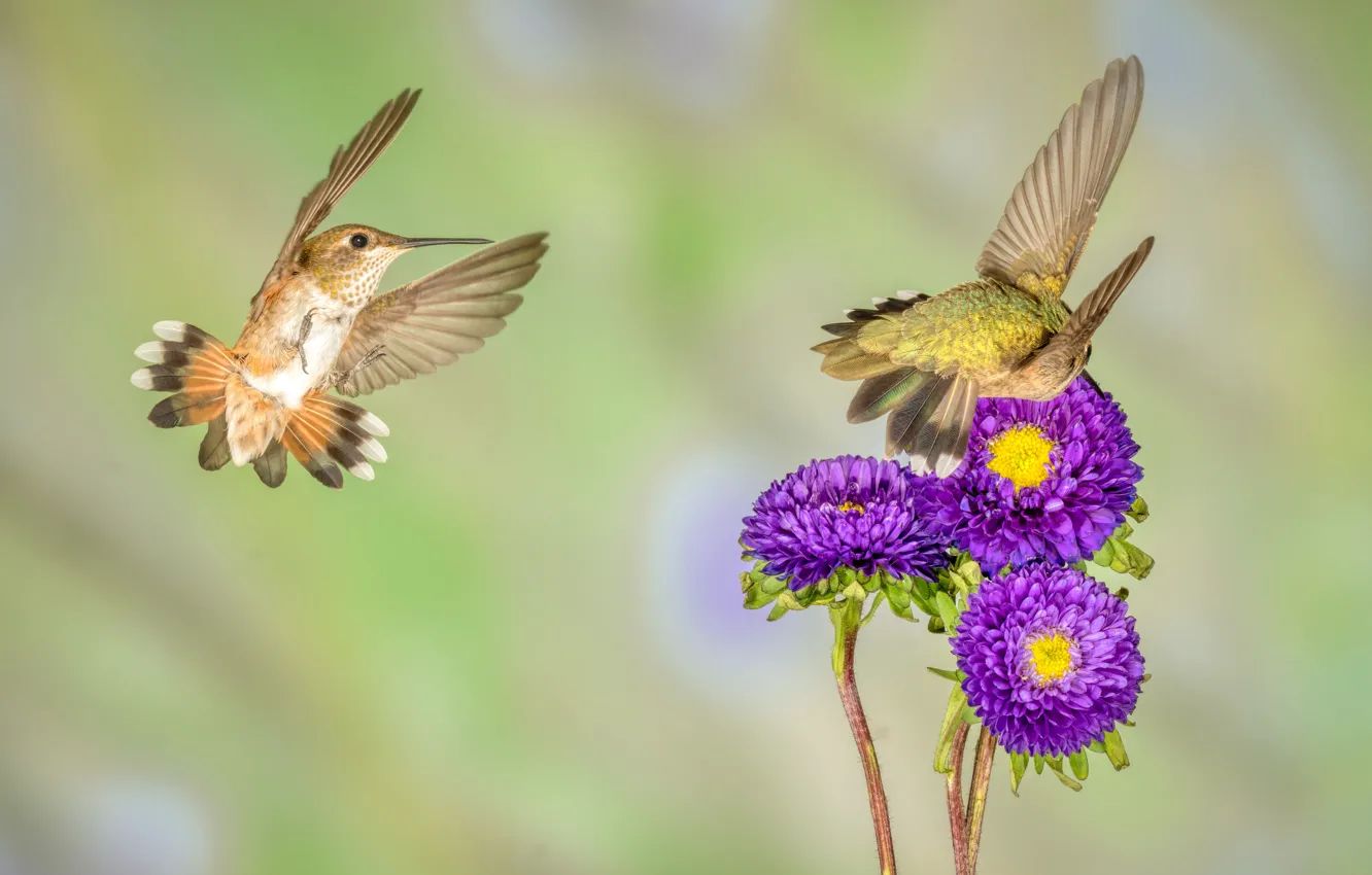Photo wallpaper flowers, bird, Hummingbird