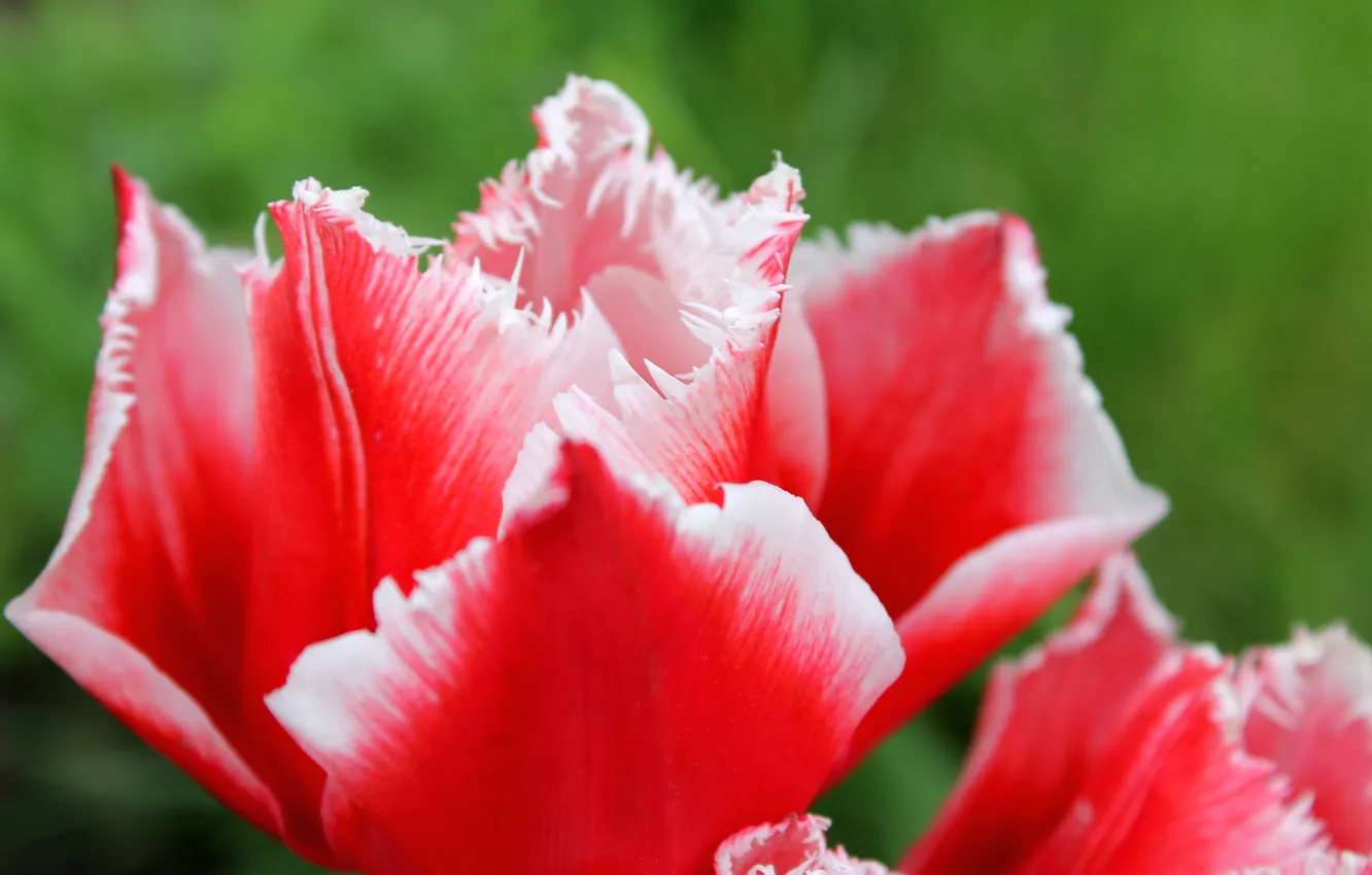 Photo wallpaper red, spring, tulips