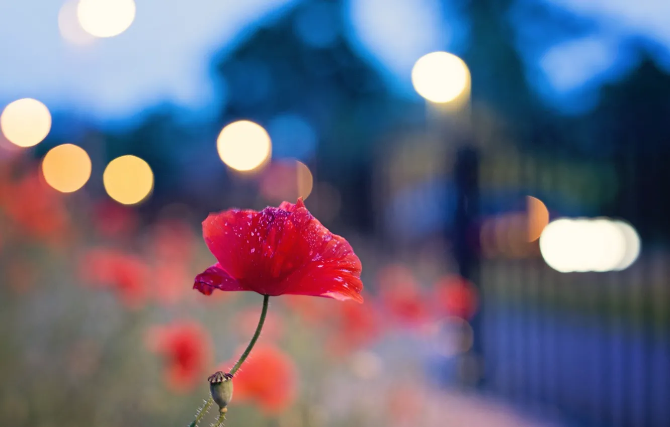 Photo wallpaper flowers, lights, Mac, home, the evening, fence, bokeh