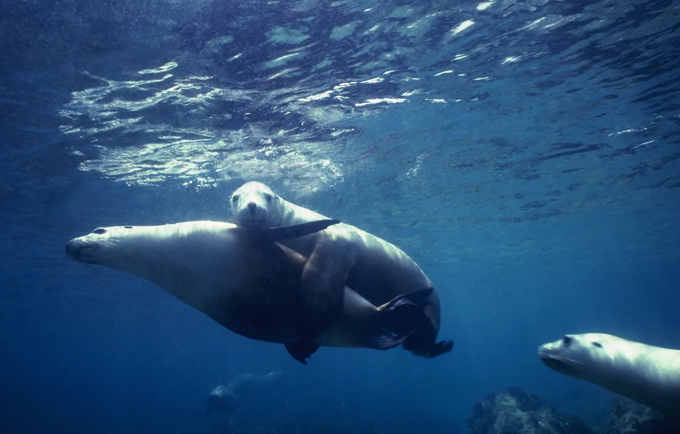 Photo wallpaper seal, underwater, sea, ocean, fish, wedding, heat, cruise