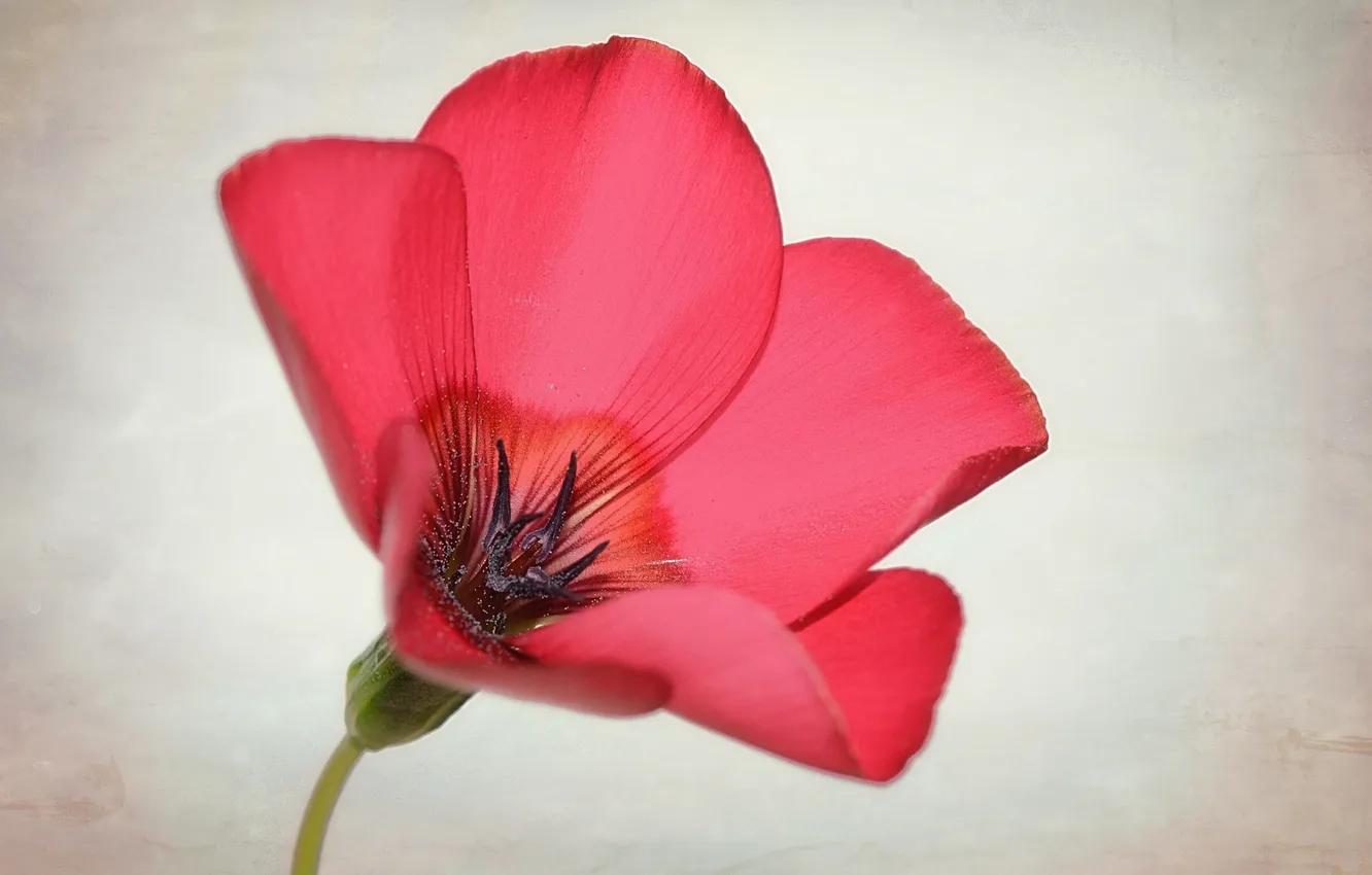 Photo wallpaper flower, nature, petals
