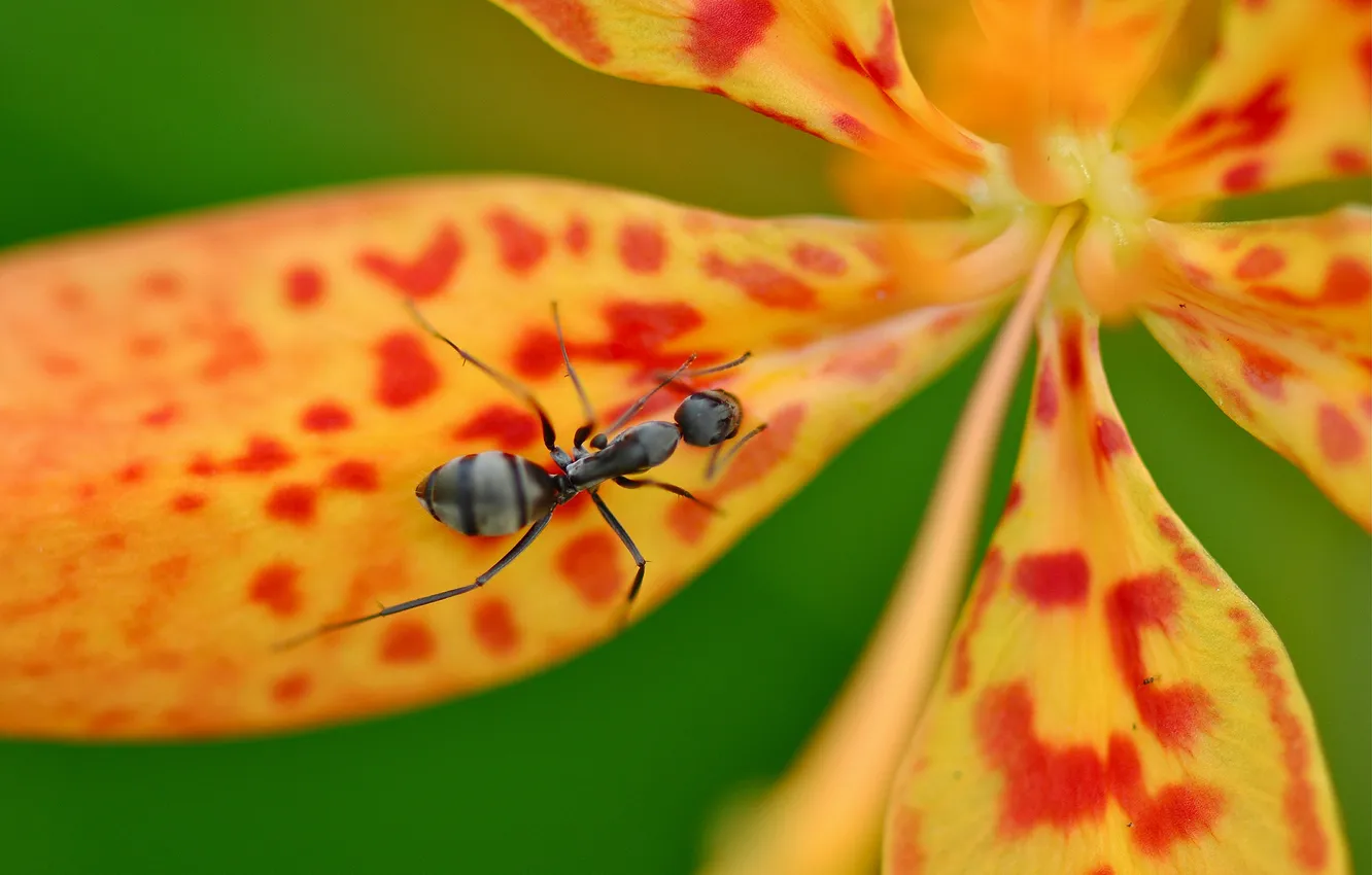 Photo wallpaper flower, macro, petals, ant, insect, speck