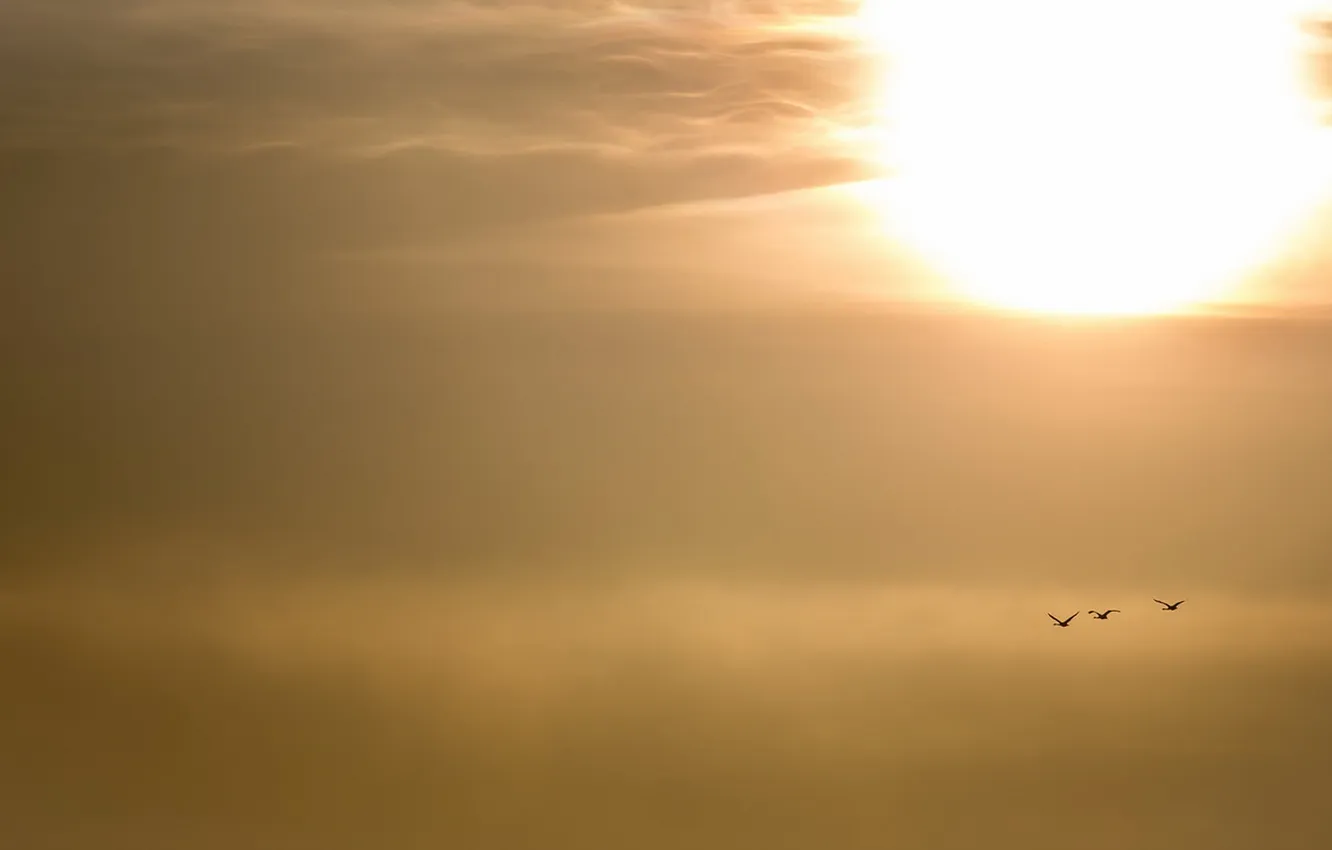 Photo wallpaper the sky, nature, bird