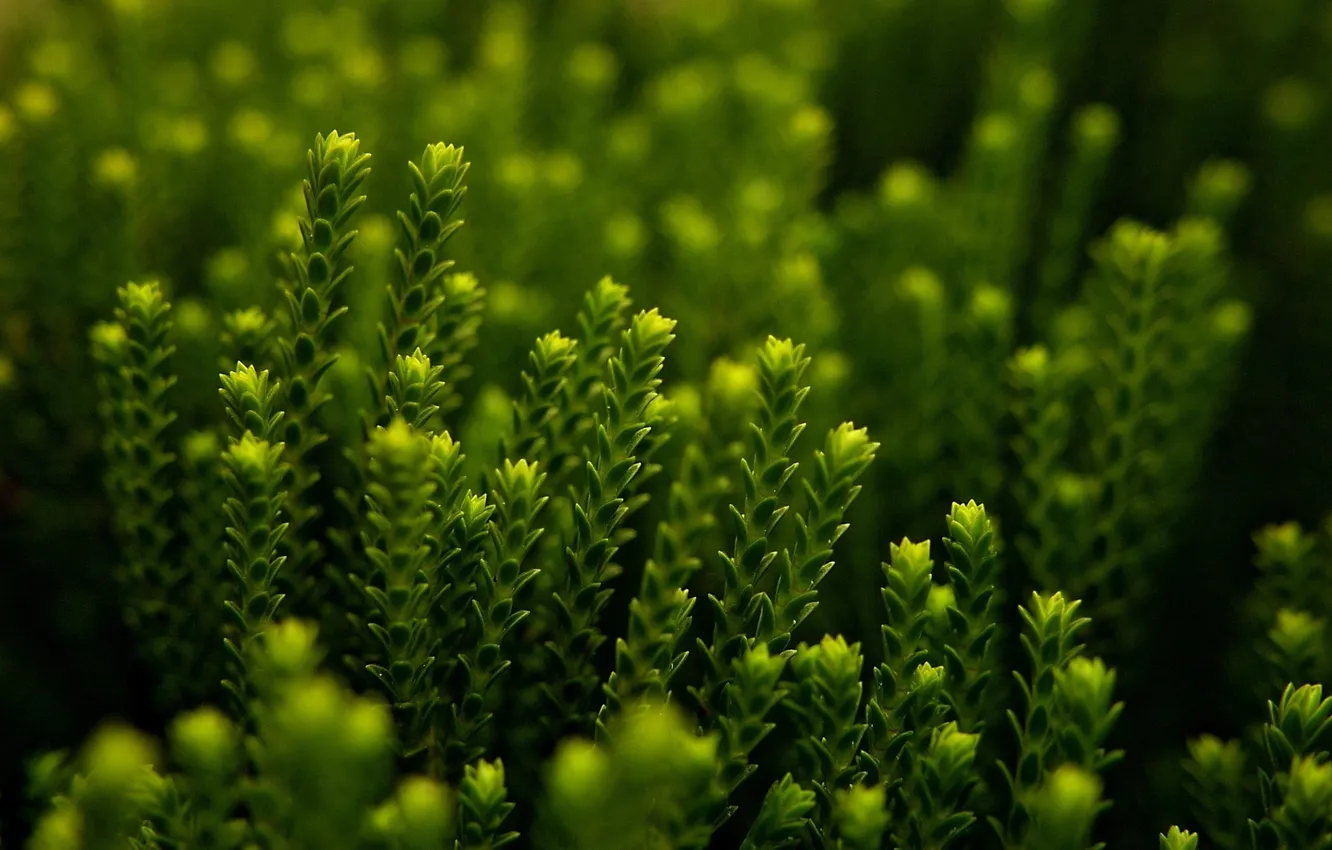 Photo wallpaper grass, macro, green