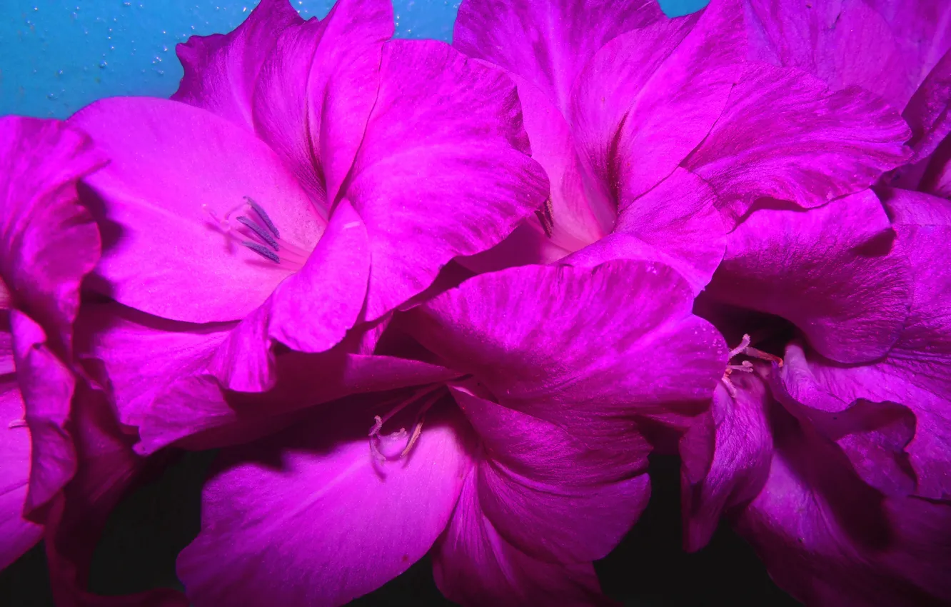 Photo wallpaper flowers, photo, petals, purple, gladiolus