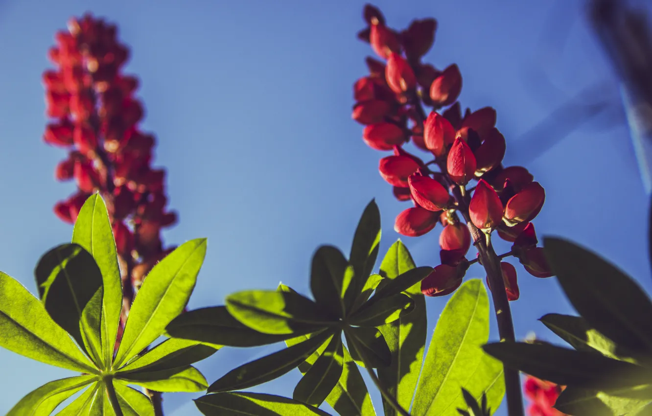 Photo wallpaper summer, flowers, nature