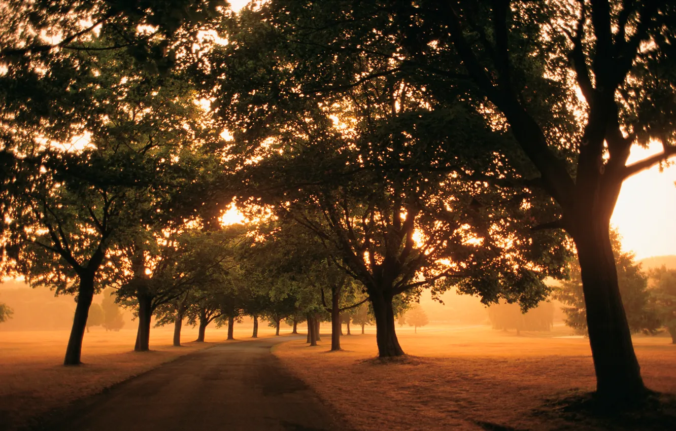 Photo wallpaper road, field, light, trees, fog, the way, foliage, morning