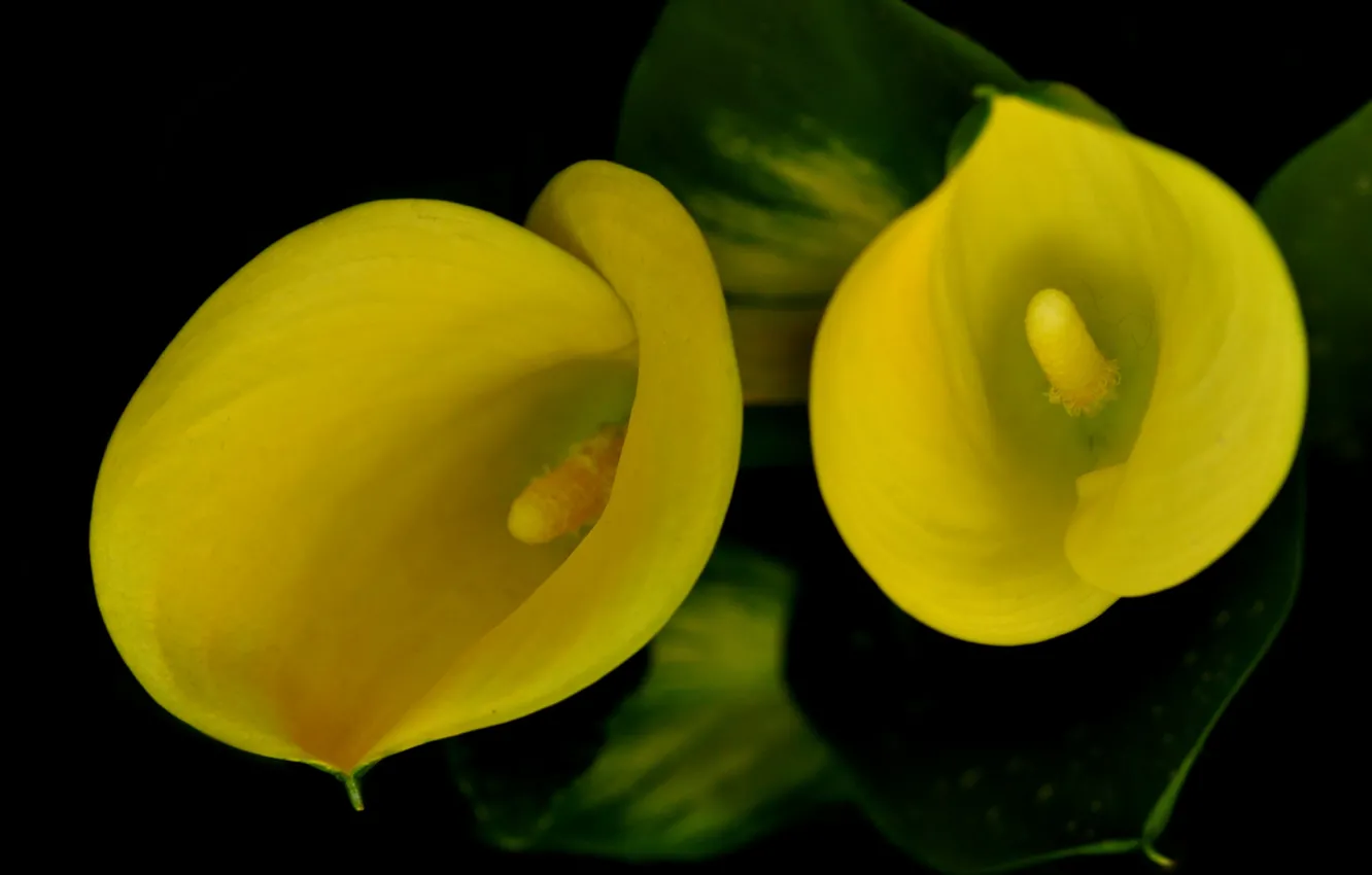 Photo wallpaper leaves, macro, petals, Calla lilies