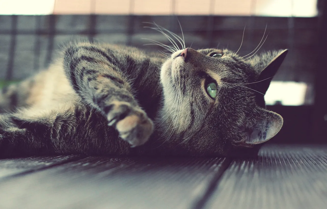 Photo wallpaper cat, mustache, lies