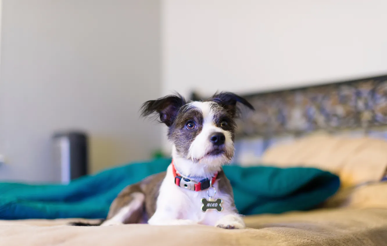 Photo wallpaper look, each, dog, collar