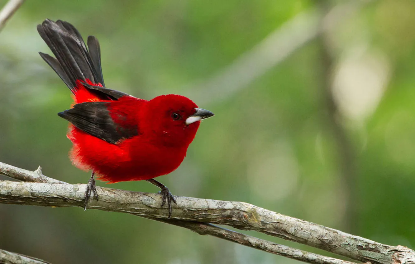 Photo wallpaper bird, branch, bird