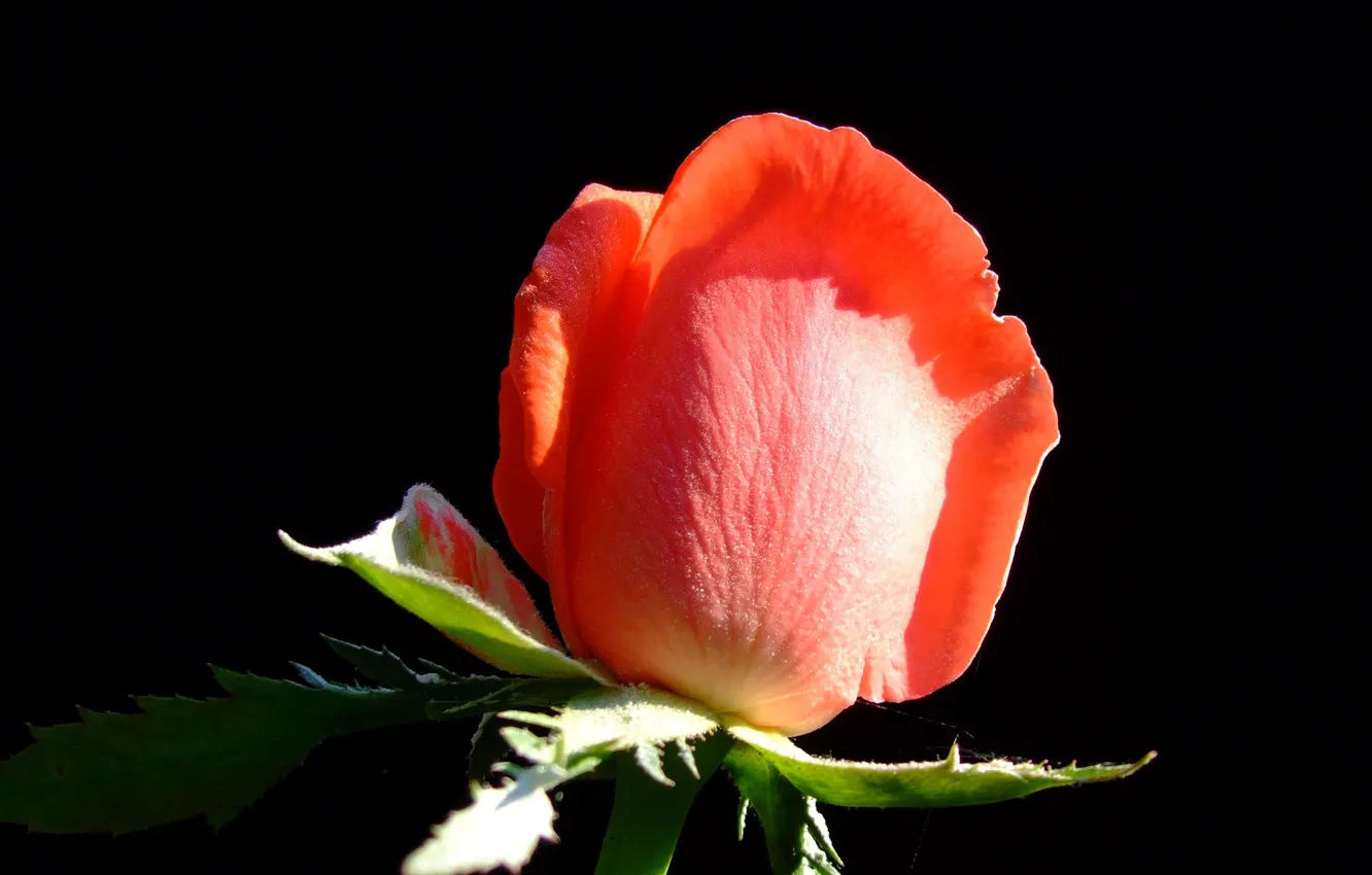 Photo wallpaper roses, petals, buds