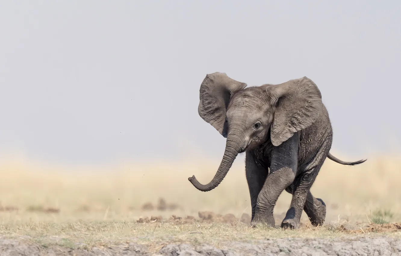 Photo wallpaper nature, background, elephant