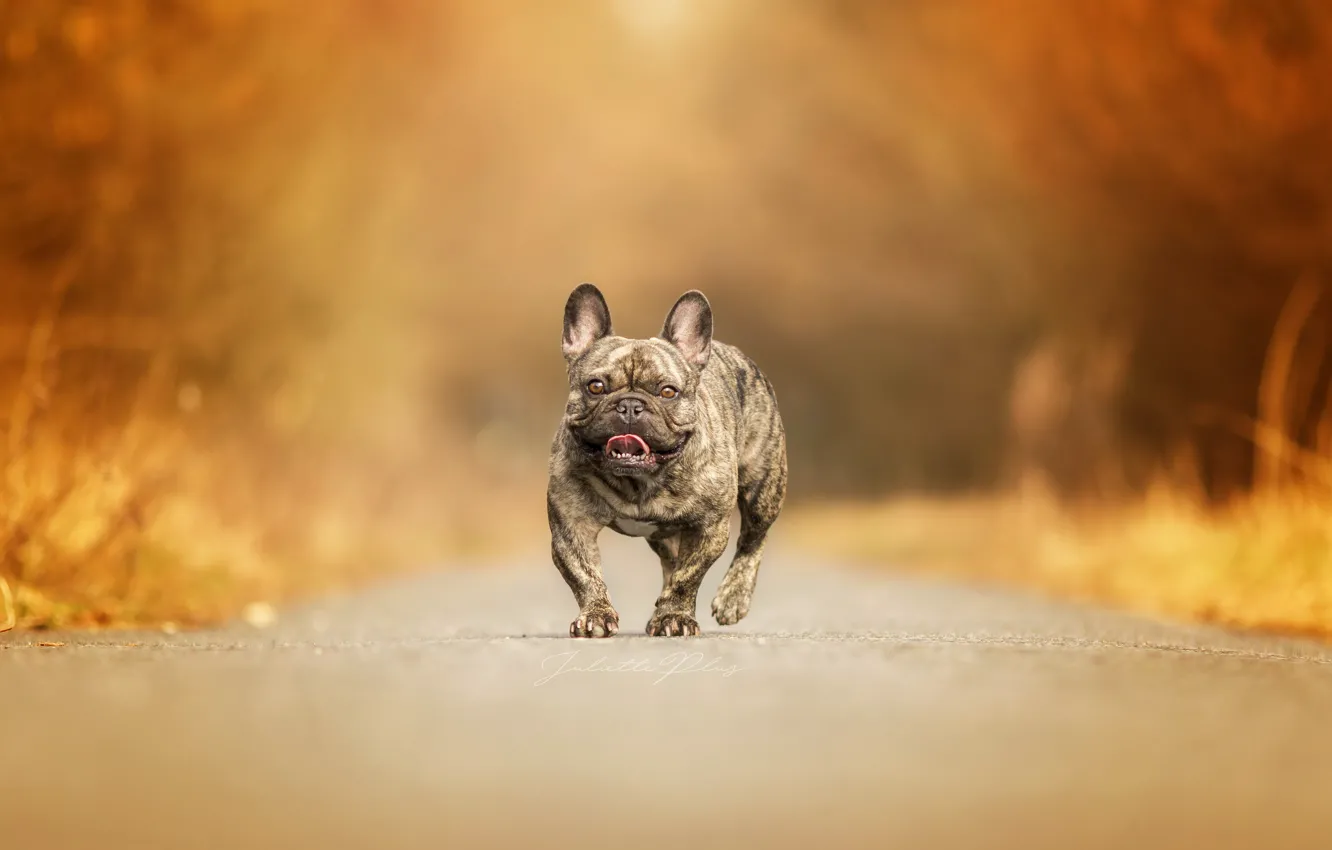 Photo wallpaper road, background, dog