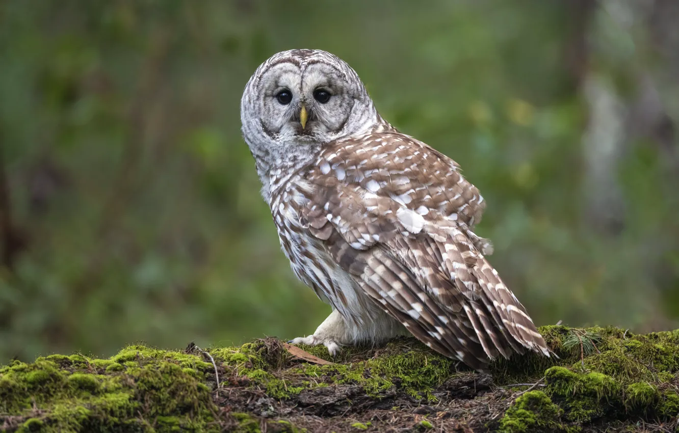 Photo wallpaper look, nature, owl, bird, moss, owl