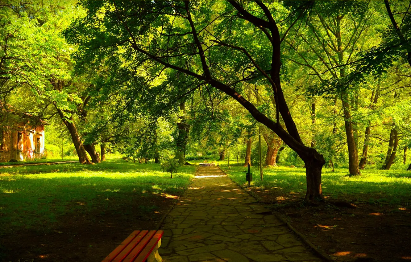 Photo wallpaper Spring, Trees, Park, Nature, Track, Park, Spring, Trees
